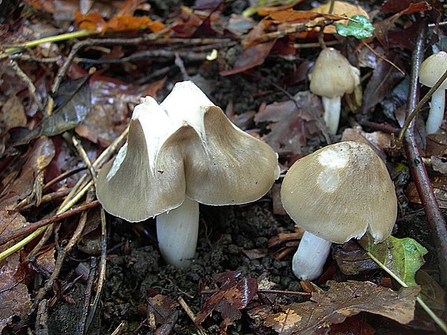 Hygrocybe  fornicata  (Fr.)   Singer